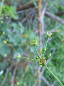 Alisma plantago-aquatica